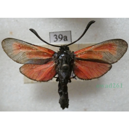 Zygaena purpuralis (Brünnich, 1763) Kraśnik purpuraczek Czech39a